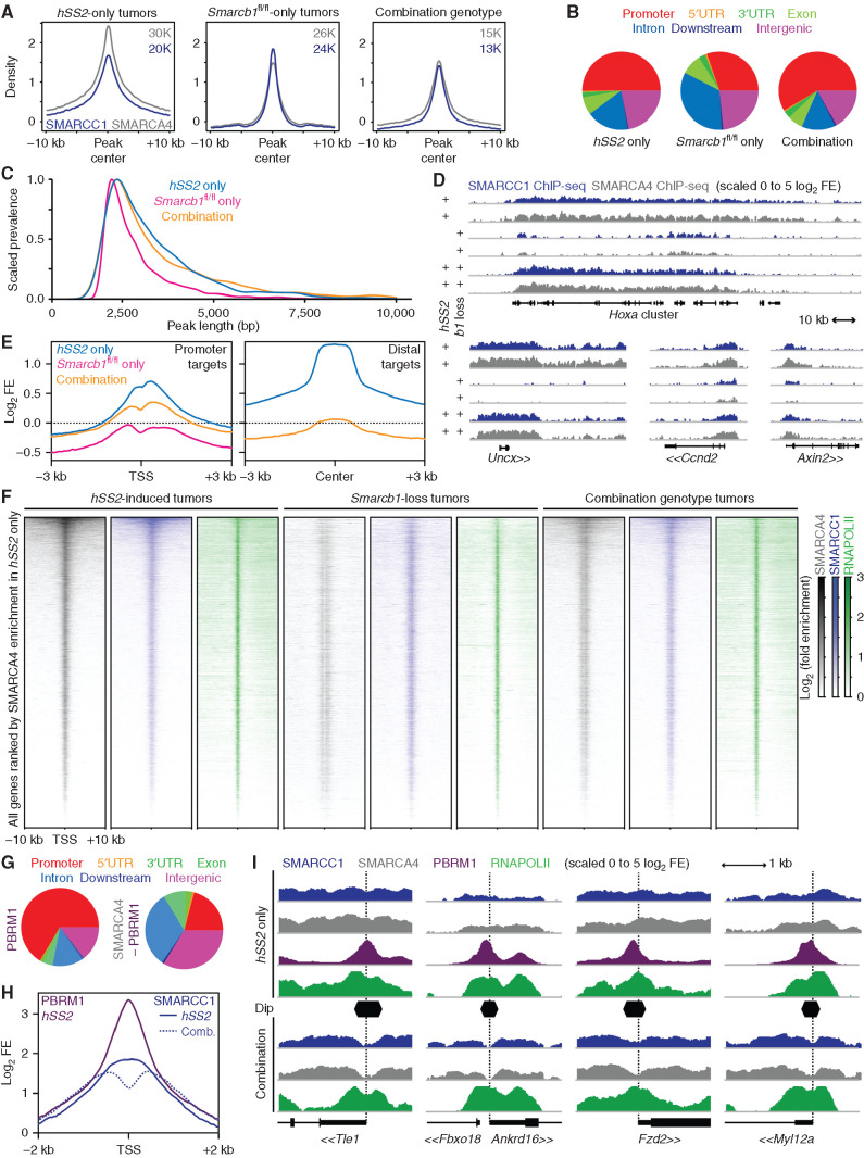 Figure 3. Smarcb1 loss and SS18–SSX expression drive aberrant BAF-family complex distributions across chromatin genome-wide. A, ChIP-seq enrichment plots for SMARCA4 (gray) and SMARCC1 (blue) and centered on intersection peaks for combined SMARCA4 and SMARCC1 enrichment in tumors of fusion-only, Smarcb1-loss–only, or combination genotypes. B, Distribution of SMARCA4 ChIP-seq peaks genome-wide with respect to gene features in each group. UTR, untranslated region. C, Plot of the normalized prevalence of BAF-family peaks of different length in each of the groups after filtering out peaks less than 2 kb in length. (Tukey range test adjusted P value for comparing fusion-only to combination genotype tumor BAF-family peak lengths was 0.179, not significant. The comparison of either combination genotype or fusion-only tumor to Smarcb1-loss–alone tumor BAF-family peak lengths had P values below the detectable value.) D, Example ChIP-seq enrichment tracks of lengthened BAF-family peaks in tumors expressing the fusion contrasted to Smarcb1 loss alone (b1 indicates Smarcb1). E, Enrichment plots for log-transformed fold enrichments (FE) of SMARCA4 ChIP-seq for all three groups at promoter sites enriched in hSS2-only tumors or distal peaks in the same. F, Heat maps of ChIP-seq distributions around TSSs across the whole genome, ordered by enrichment for SMARCA4 in hSS2-only tumors. G, Distribution of SMARCA4 peaks that coincide with or are independent of PBRM1 peaks in fusion-only tumors with respect to gene annotations across the genome. H, Enrichment plot of SMARCC1 for fusion-only and combination (Comb.) genotype tumors at TSSs defined as having a steep dip in the combination tumors, with overlaid enrichment plot for PBRM1 in hSS2-only tumors. I, Example tracks of BAF component enrichments at TSSs (dotted vertical lines) among target genes contrasting hSS2-only and combination hSS2;Smarcb1fl/fl tumors.