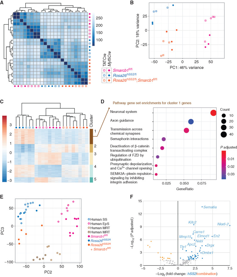 Figure 2. Genetic silencing of Smarcb1 added to SS18–SSX expression results in distinct tumor transcriptomes. A, Euclidean distance of samples heat map of nonhierarchical clustering of transcriptomes from tumors in mice bearing hSS2, homozygosity for Smarcb1-floxed, or combination genotypes following Myf5Cre or TATCre induction. B, Two-dimensional principal component analysis (PCA) for the transcriptomes of these mouse tumors using the top 500 most differentially expressed genes. C, Heat map hierarchical clustering of the most differentially expressed genes between the six groups of tumors, with k-means clustering. D, Reactome pathway analysis of cluster 1 genes, specifically expressed at higher levels in fusion-only expressing tumors, compared with those that have silencing of Smarcb1 alone or in combination with the fusion. E, Two-dimensional PCA of transcriptomes of mouse and human synovial sarcoma, MRT, and EpS tumors, after separating principal component 1 (see Supplementary Fig. S2B), which represented the species-specific differences between these groups. F, Differential expression between hSS2-only and combination genotype tumors from mice for homologs of a human gene set defined as direct targets of the fusion in a human synovial sarcoma cell line.