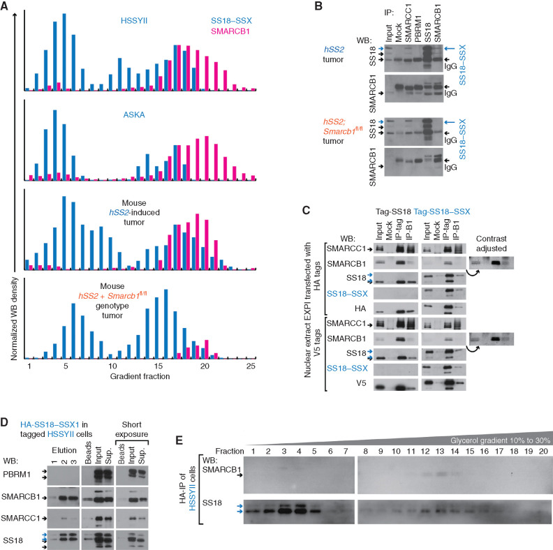 Figure 5. SMARCB1 associates with SS18–SSX in CBAF complexes. A, Optical densitometry–quantified glycerol gradients of SS18–SSX and SMARCB1 in two human synovial sarcoma cell lines, as well as tumors from fusion-only and combination genotype mice. B, WBs for reciprocal IP of SS18 and SMARCB1, as well as other BAF components in fusion-only and combination genotype mouse tumors. C, HEK293 cells transfected with HA-SS18, HA-SS18–SSX, V5-SS18, or V5-SS18–SSX, followed by tag-IP or SMARCB1-IP and WB for each. (Additional contrast-adjusted images demonstrate the clearer presence of auto-IPed SMARCB1.) D, WB for BAF components after elution following IP-HA for SS18–SSX in HA-tagged HSSYII. Sup., supernatant. E, WBs for SS18 and SMARCB1 in glycerol gradient fractions (only 20 total for glycerol 10% to 30%) for HA-purified complexes.