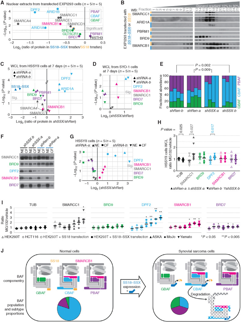 Figure 7. Expression of SS18–SSX leads to CBAF complex reductions and relative overabundance of PBAFs and GBAFs. A, Quantitative LICOR WBs of BAF components in nuclear extracts of EXPI293 cells transfected with either SS18–SSX or SS18 (n = 5 each) presenting the log-transformed two-tailed Student t test P value of the difference between and the ratio of protein in the fusion-transfected versus SS18-transfected cells. trnsfxn, transfection. B, WBs of glycerol gradient fractions of EXPI293T cells transfected with SS18–SSX or SS18. C, LICOR quantitative WBs from whole-cell lysates (WCL) collected from HSSYII human synovial sarcoma cells subjected to 7 days of shRNAs (two sequences each; n = 5 for each sequence of each shRNA) directed against control (Renilla, shRen) or the fusion (SS18–SSX, shSSX), with BAF subunits color coded by BAF, presented as log-transformed paired two-tailed t test P values and ratios of fusion knockdown over control knockdown. Sig., significant. D, LICOR quantitative WBs of WCLs from SYO-1 human synovial sarcoma cells after knockdown of the fusion or control for 7 days. E, Fractional abundances of BAF subtypes defined by optical densitometry–quantified gradients of SMARCC1 (as in Fig. 6C) for HSSYII cells subjected to shRNAs against the fusion or control. (P values from two-tailed paired t tests; n = 4 for each shRNA.) F, WBs of nuclear extract (NE) with the paired chromatin fraction (CF; protein that stays with the insoluble chromatin pellet after NE) of proteins after 7 days of fusion or control knockdown. G, LICOR quantitative WB abundances presented as paired t test P values and ratios of fusion over control knockdown in each of the NE and CF components of HSSYII cells after 7 days. H, LICOR quantitative WB–defined proteins in WCLs presented as the ratios of MG132-treated over DMSO vehicle–treated cells after weeklong shRNA depletion of SS18–SSX or control Renilla (n = 5 for each condition, n = 10 for each group; two-tailed heteroscedastic t test comparing the ratios for each protein by knockdown group). I, LICOR quantitative WB–defined proteins in WCLs presented as of the ratios of MG132-treated over DMSO vehicle–treated cells from synovial sarcoma (or SS18–SSX-transfected) and control (or SS18-transfected) cell lines (n = 5 each; P values are from two-tailed Student t tests comparing each to HEK293T untransfected control cells). J, Model schematic of the impact of SS18–SSX expression on BAF componentry and relative abundance of BAF subtypes.