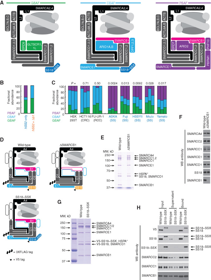 Figure 6. Purified mammalian recombinant CBAFs coincorporate SMARCB1 with SS18–SSX. A, Schematic of BAF-family complex subtypes and their varied componentry in synovial sarcoma. (L1 and L2 refer to the lobes by which SMARCA2/4 translocates DNA around the nucleosome.) B, The relative abundance of BAF subtypes determined by SMARCC1 distribution in gradients as a product of GBAF, CBAF, and PBAF contributions to each fraction. C, The fractional abundances of BAF subtypes calculated by optical densitometry–quantified gradients of SMARCC1 overlaid onto the normal distributions of PBAF, CBAF, and GBAF defined by PBRM1, DPF2, and BRD9, respectively, in synovial sarcoma and control cell lines. CRC, colorectal carcinoma; RCC, renal cell carcinoma. (P values at top are the comparison of each cell line to HEK293T for CBAF fractional abundance, by two-tailed heteroscedastic t test.) D, Schematic of canonical BAF components in the variant complexes, demonstrating which components were overexpressed in a mammalian cell-based recombinant system. E, Coomassie stain of a denaturing polyacrylamide gel electrophoresis of FLAG-purified recombinant CBAF complexes generated with or without the coexpression of SMARCB1. (HSPA* represents the substoichiometric presence of a heat shock protein chaperone.) MW, molecular weight. F, WBs of purified complexes with antibodies against each overexpressed component in either SMARCB1-including or excluding variants. G, Coomassie stain of a denaturing gel of FLAG-purified recombinant CBAF complexes generated from expression of SS18 or SS18–SSX. H, WBs of BAF components in input (FLAG-purified complexes), supernatant, and anti-V5 IP of complexes from coexpression of V5-tagged SS18 or SS18–SSX.