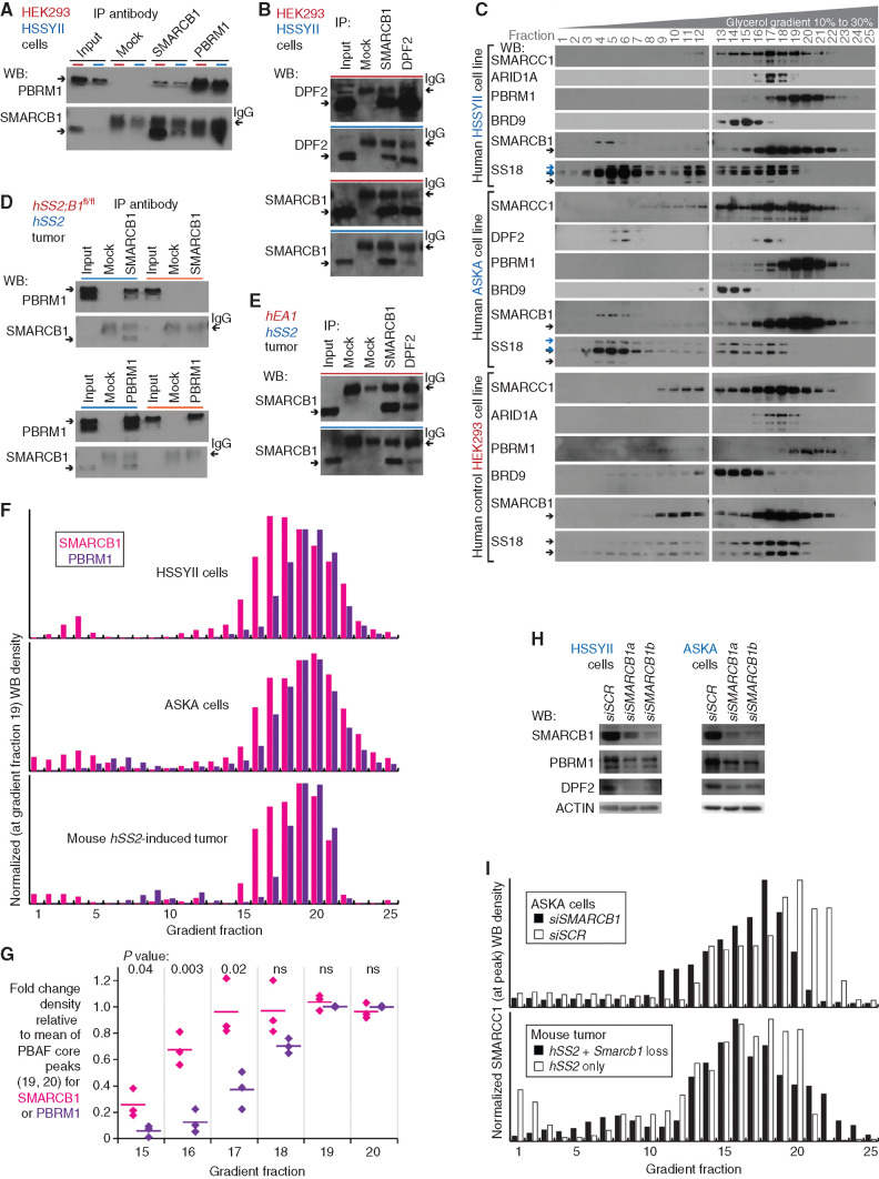 Figure 4. SMARCB1 at reduced protein levels in synovial sarcoma cells resides in BAF complexes. A, WBs for reciprocal IP in human synovial sarcoma cell line HSSYII and control HEK293T cells, for PBAF components SMARCB1, and PBRM1. B, WBs for reciprocal IP in human cells for CBAF components DPF2 and SMARCB1. C, WBs for BAF-family components in glycerol gradients for human synovial sarcoma cell lines HSSYII and ASKA, as well as control HEK293T cells. D, WBs for reciprocal IP in fusion-only and combination genotype mouse tumors for PBAF components SMARCB1 and PBRM1. E, WBs for CBAF component IP in fusion-only and control (EA1 = EWSR1–ATF1-induced mouse tumor) tumors. F, Optical densitometry–quantified gradients of SMARCB1 and PBRM1 depict overlap among the glycerol gradient fractions in two human synovial sarcoma cell lines and a mouse synovial sarcoma tumor. G, Quantified fraction densities of each protein compared with the mean density of PBAF core fractions 19 and 20 of itself (two-tailed t test P values listed at top; the three sample sources are HSSYII, ASKA, and mouse synovial sarcoma tumor gradients). ns, not significant. H, WBs for BAF-family components after application of scrambled versus SMARCB1-targeting siRNA (siSCR and siSMARCB1). I, Optical densitometry–quantified gradients of SMARCC1 demonstrate shifts in the relative abundance of PBAF-sized complexes with added disruption of SMARCB1 in the ASKA cell line or mouse tumors.