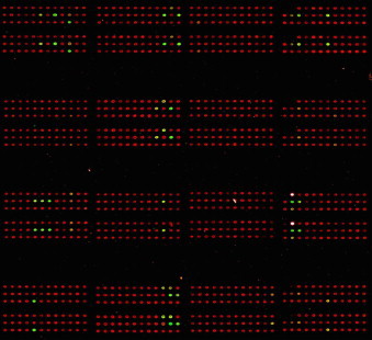 Supplementary Fig. S1