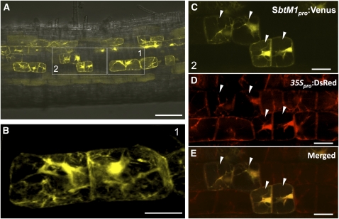 Figure 4.