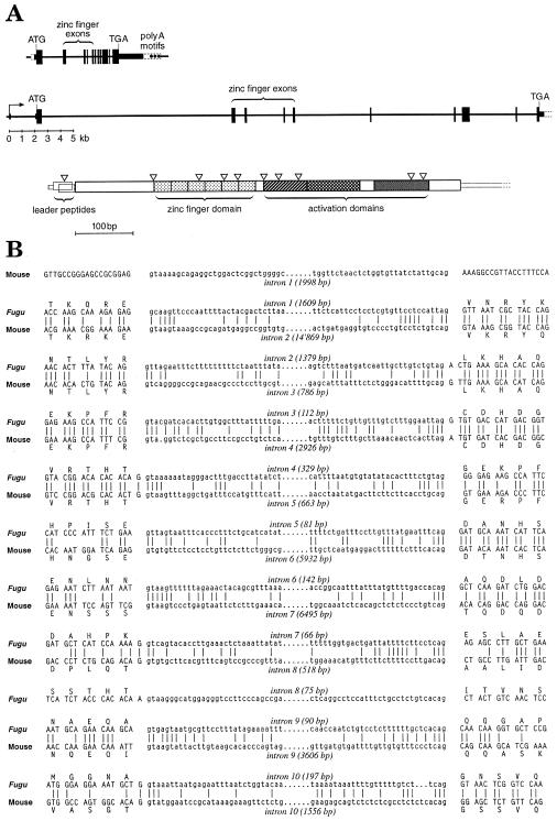 Fig 1.