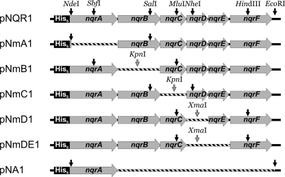 FIGURE 1.