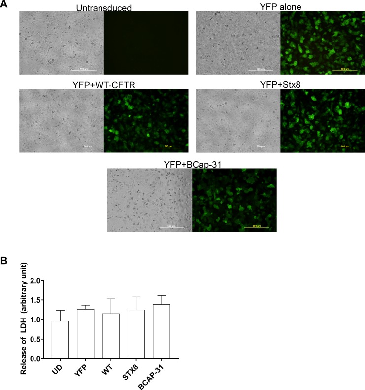 Fig 2