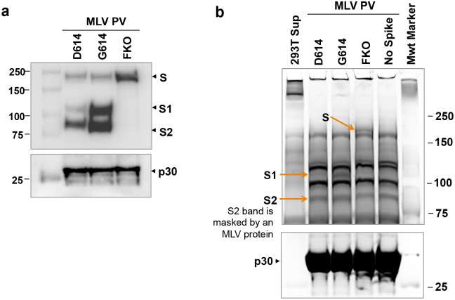 Extended Data Fig. 2.