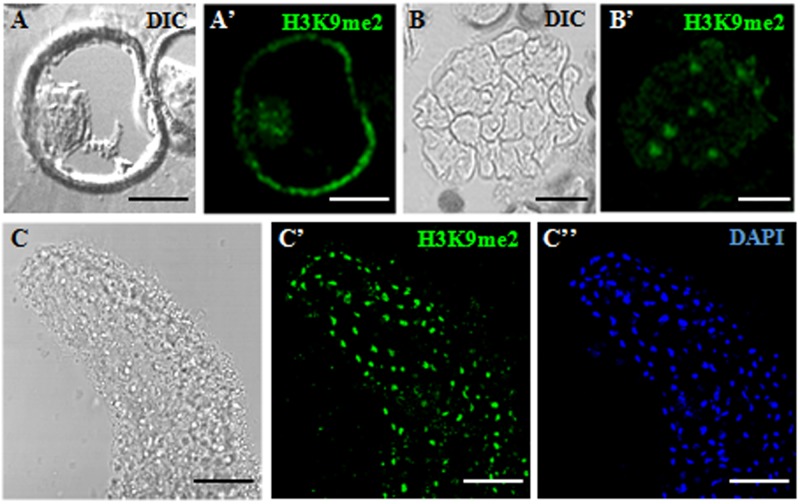 FIGURE 3