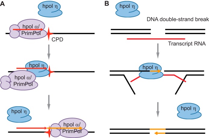 Figure 7.