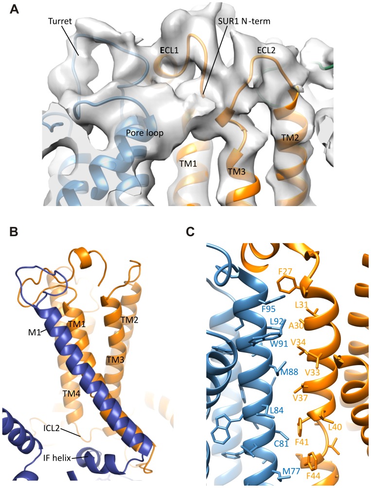 Figure 5—figure supplement 1.