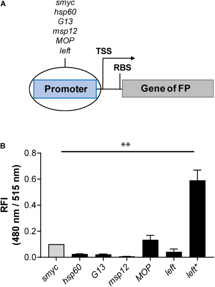 FIGURE 2