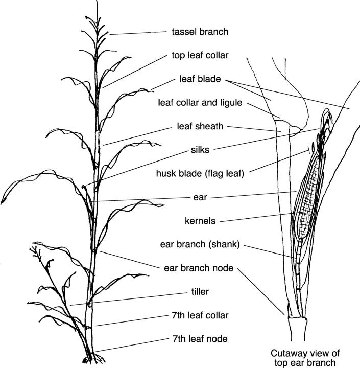 Figure 2.—