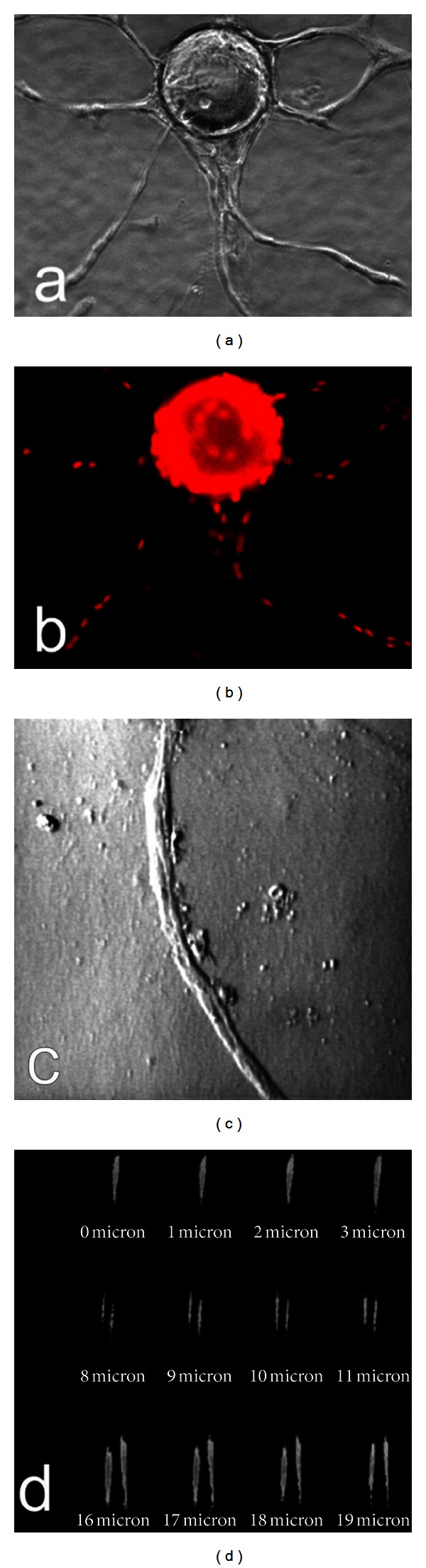 Figure 4