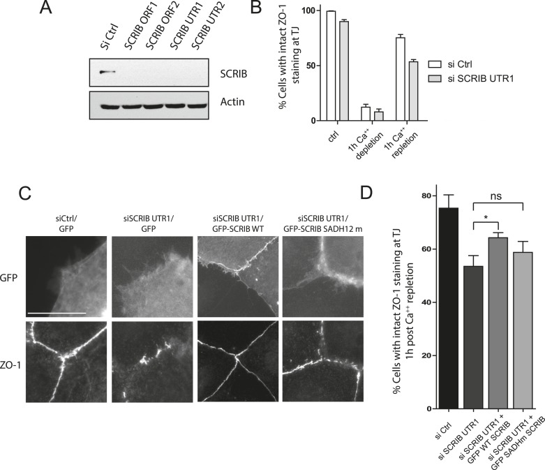 Figure 4—figure supplement 3.