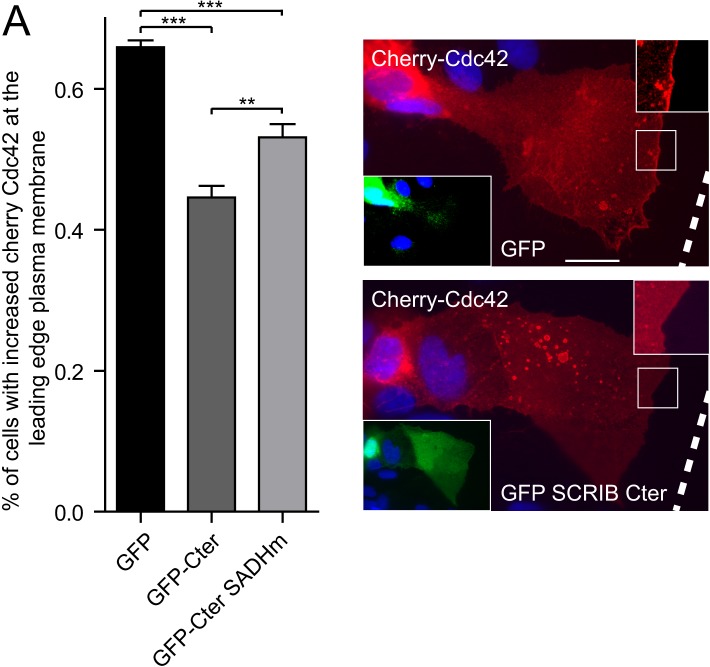 Figure 4—figure supplement 2.