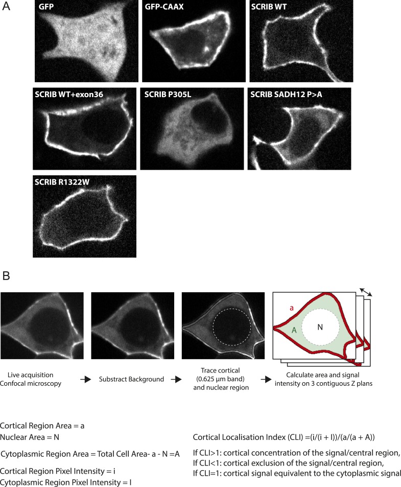 Figure 4—figure supplement 1.