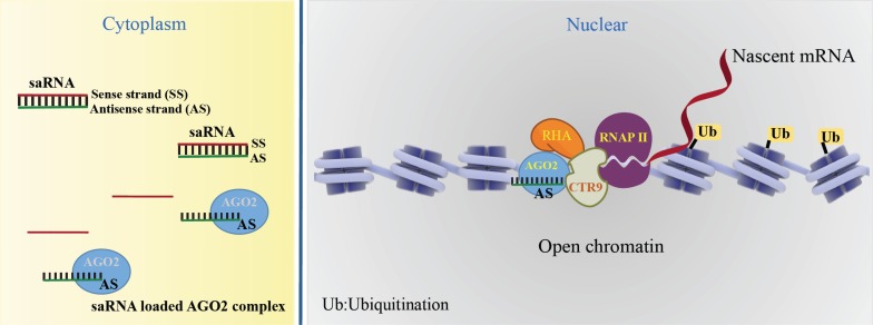 Fig. (1)