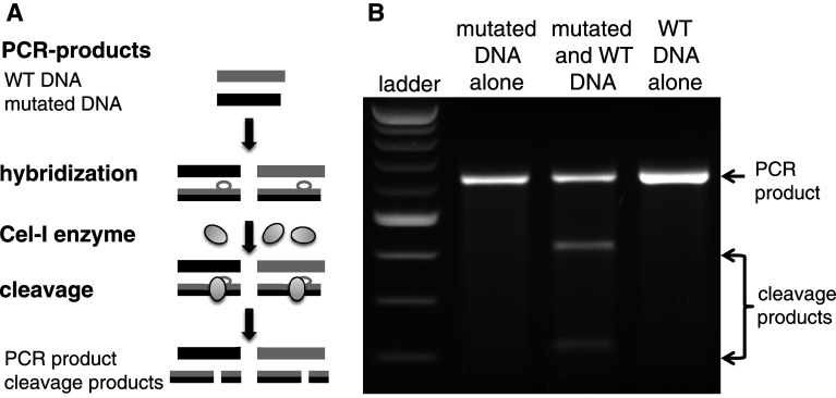 Fig. 4