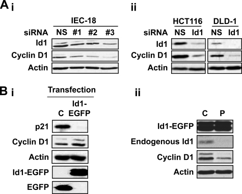 FIGURE 7.