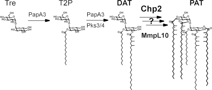 FIG 1