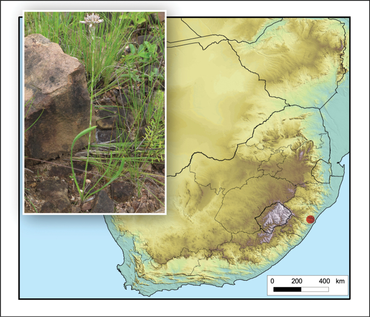 Figure 31.