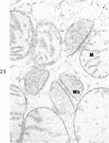 Fig 25