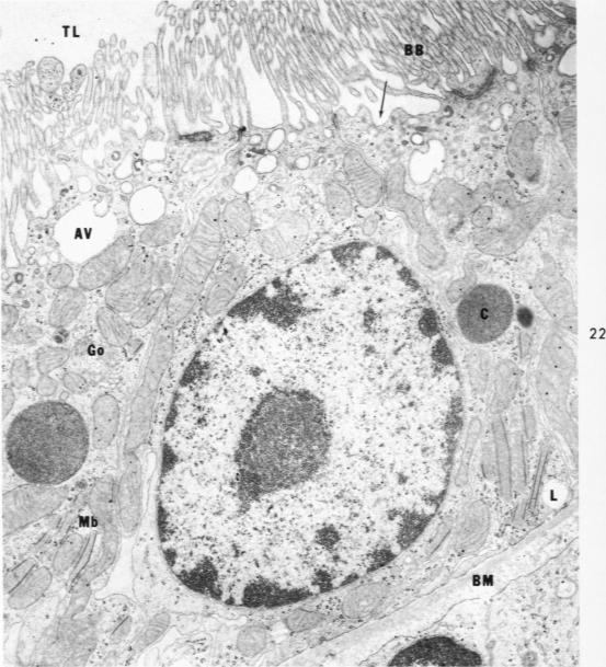 Fig 22