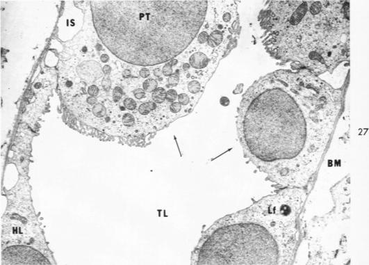 Fig 27