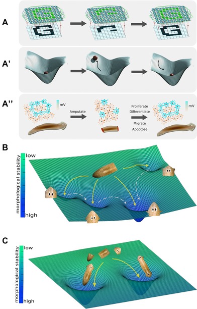 Figure 6