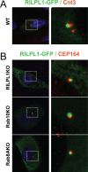 Figure 3—figure supplement 1.