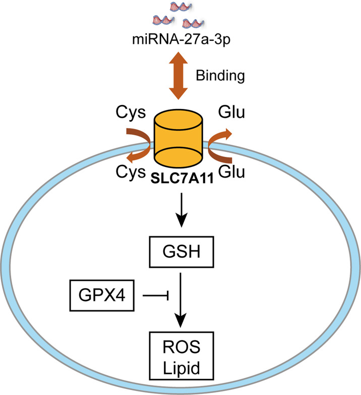 Figure 6