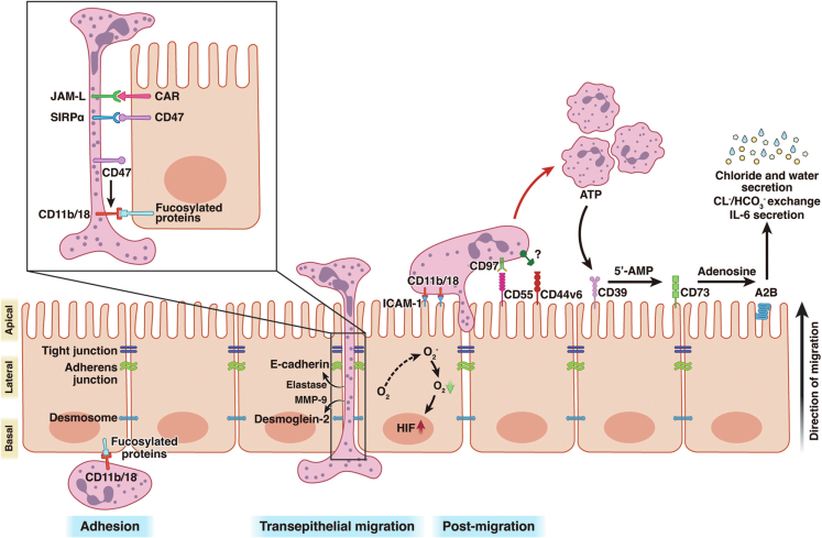 Figure 2