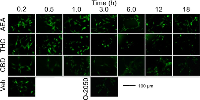 FIGURE 12.