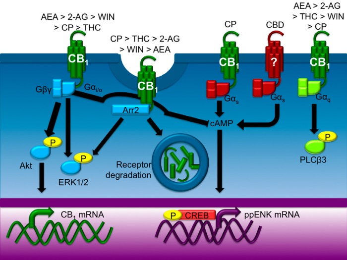 FIGURE 13.