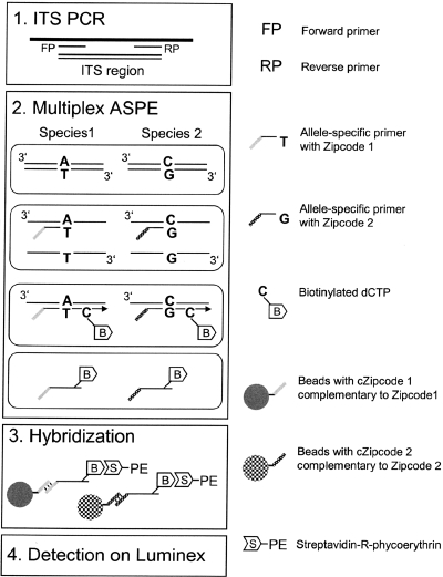 FIG. 1.