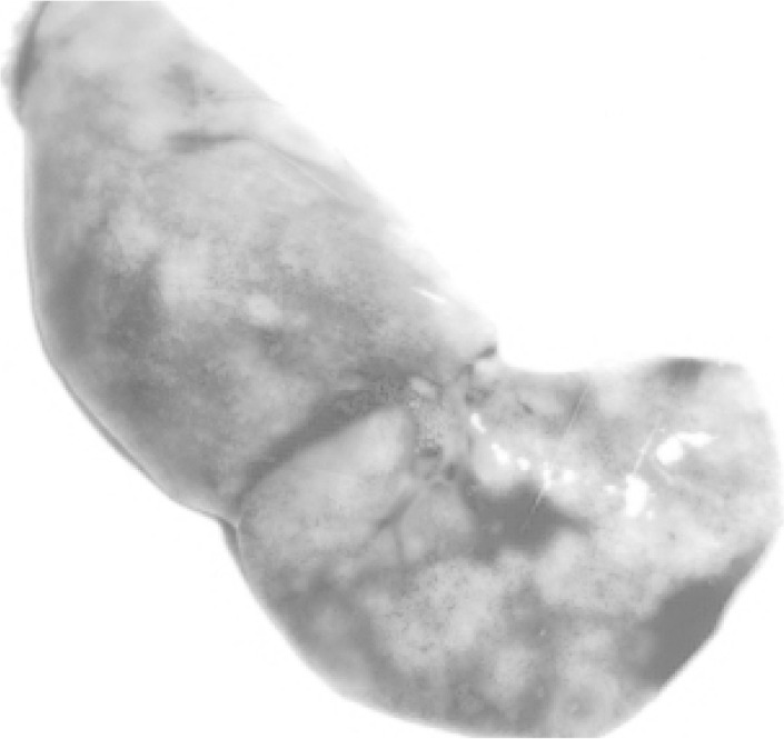 Fig. 5