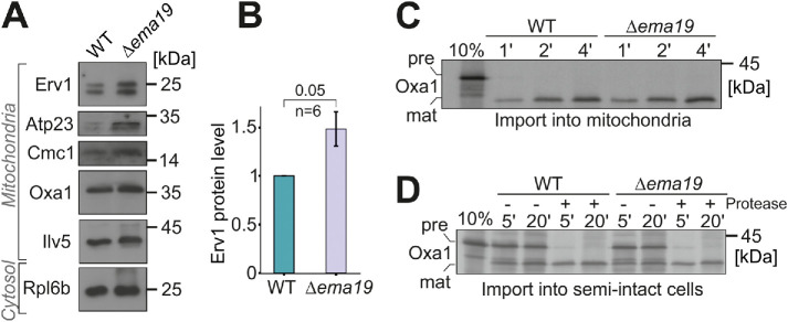 FIGURE 4: