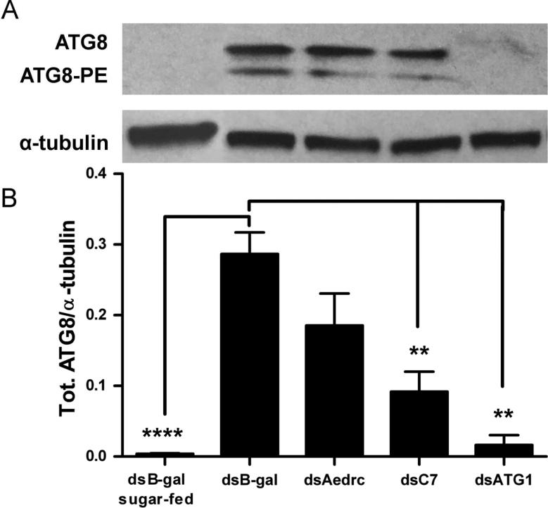 Fig 8