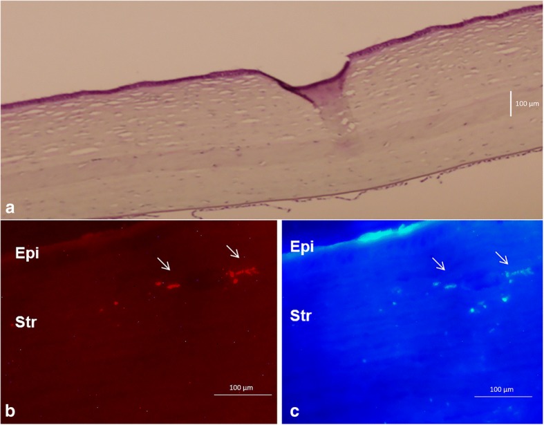 Fig. 3