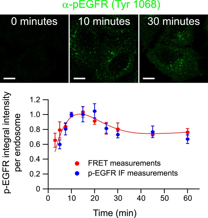 Figure 1—figure supplement 4.