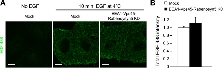 Figure 4—figure supplement 1.