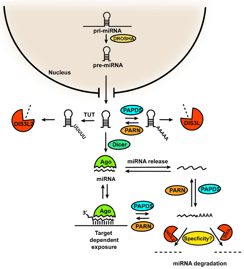 Figure 7.