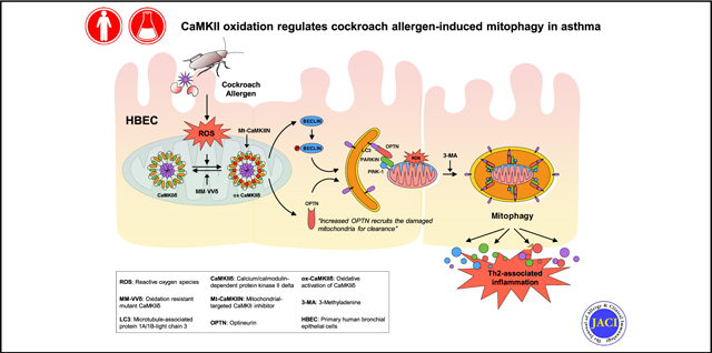 graphic file with name nihms-1629154-f0017.jpg