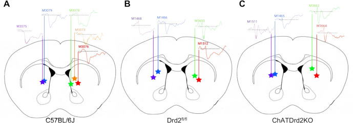 Figure 1—figure supplement 1.