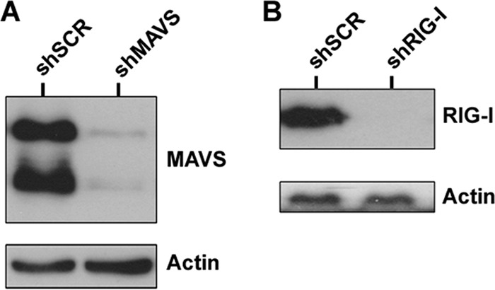 FIG 1