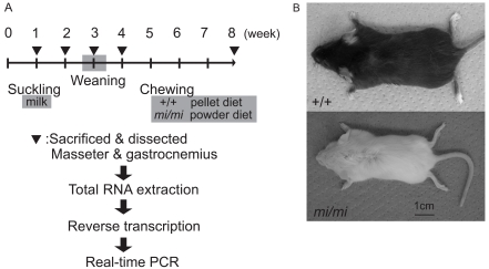 Fig. (1)