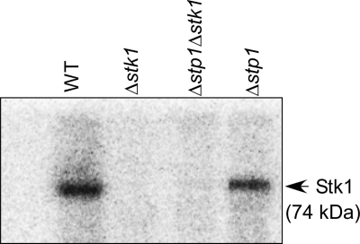 FIGURE 1.