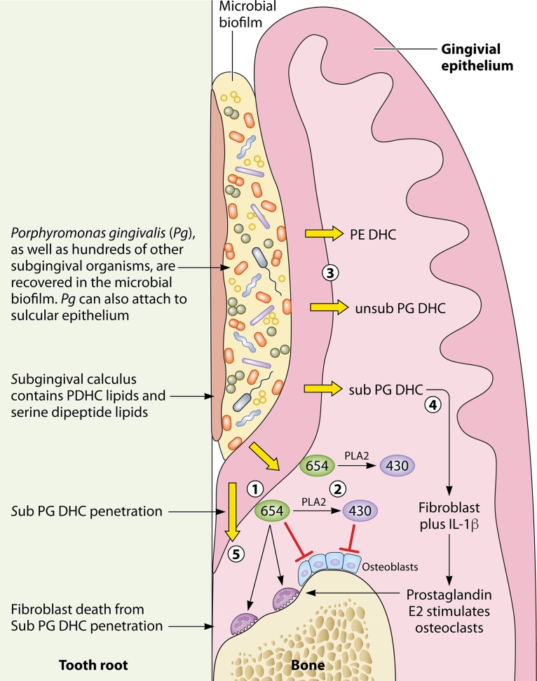 FIG 1