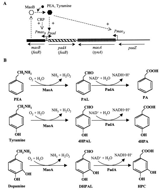 FIG. 6